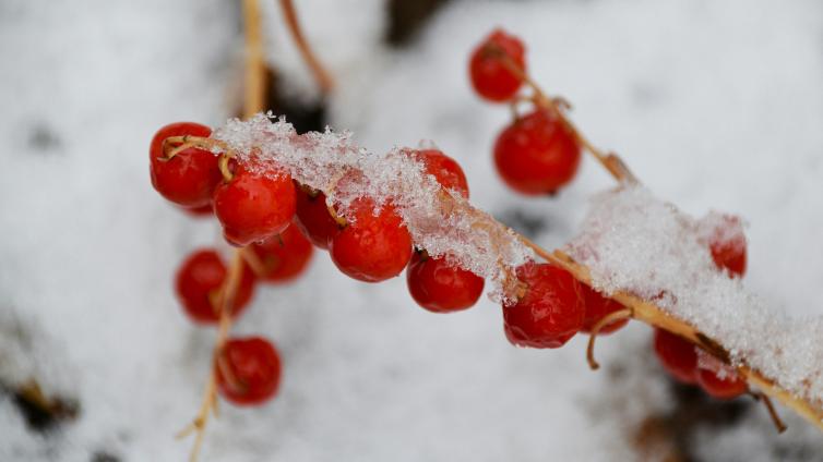 berries with frost